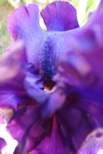 iris seduction 2